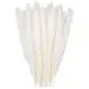 UGREAT 30 pcs Herbe de la Pampa, 58 cm Naturel Pampa Fleur Bouquet de Fleurs Sechees pour Vases, Blanc Boho Decoration Chambre Maison Salon, Mariage