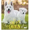 Grenouille Du chiot au chien