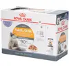 12x85g Intense Beauty en gelée Royal Canin - Sachets et Boîtes pour Chat