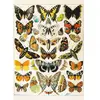 Piatnik- Puzzle Millot de 1000 pièces-Butterflies and Moths, 570445, Multicolore