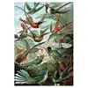Puzzle 1000 pièces Piatnik Haeckel Colibris