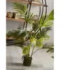 Plante Kentia 140 cm. 140 cm