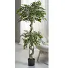 Plante Ficus Benjamin 155 cm. 155 cm
