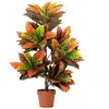 Plante Codiaeum Variegatum 60X60X100 Cm