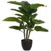 Plante Aureum avec pot 65 x 65 x 88 cm
