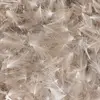Baetis Plume Cdc Wild