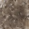 Baetis Plume Cdc Wild