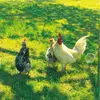 NORTENE Grillage métallique triple torsion hexagonale et galvanisée