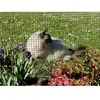 NORTENE Grillage métallique soudé FENSANET PLAST, diam.12mm, 0.5X5M