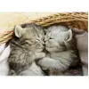 EDUCA-500 DOUX CHATONS