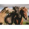 Dino Toys Puzzle 300 Pièces XL : Chevaux colorés
