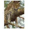 Dino Puzzle 1000 pièces : Leopard