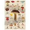 Dino Puzzle 1000 pièces : Collage champignons