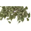 Grüne Eichenblätter - 1:35e - Plus Model