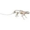 Boland- Halloween Décoration Squelette de Rats, 10117164, Beige, 35 cm