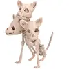 Squelette Cerberus
