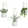 BigBuy Home Plante Grasse Artificielle Suspendue Modèles Variés 800073