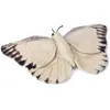 Pecluche Papillon blanc 20cm