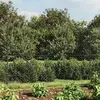 vidaXL Clôture à mailles losangées avec ancrage anthracite 1,6x25 m