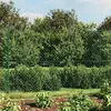 vidaXL Clôture à mailles losangées avec bride vert 1,8x25 m