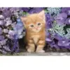 Clementoni Puzzle Compact 500 pièces : Le Chat Roux