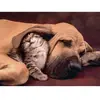 Puzzle - CLEMENTONI - Cuddles - 500 pièces - Animaux - Enfant 10 ans+