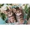 Mignons Chatons Jumaux 60 Pièces  Clementoni