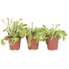 Dionaea Muscipula - Lot de 6 - Plante carnivore - Pot 5,5cm - Hauteur 5-10cm