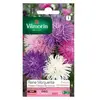 VILMORIN Reine marguerite Plume d'Autruche variée