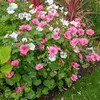 VILMORIN Lavatère à grande fleur variée