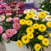 VILMORIN Immortelle a bractées double variée