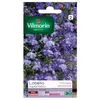 VILMORIN Lobelia Crystal Palace bleu