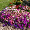 VILMORIN Petunia varié