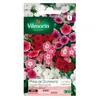 VILMORIN Phlox de Drummond a grande fleur varié