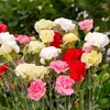 VILMORIN Oeillet des fleuristes Triomphe varié