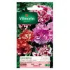 VILMORIN Godetia double a fleur d’azalée varié