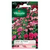 VILMORIN Oeillet de Poete Tapis des Indes