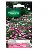 VILMORIN Ficoïde Tapis magique