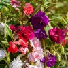 VILMORIN Balsamine Camelia double variée