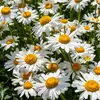 VILMORIN Chrysanthème grande marguerite Margo des près