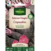 VILMORIN Betterave rouge crapaudine