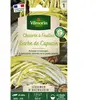 VILMORIN Chicorée à larges feuilles amère type Barbe de Capucin