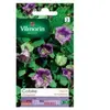 VILMORIN Cobée grimpante