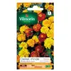 Graines - Vilmorin - Oeillet dinde double nain mix
