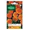 VILMORIN Oeillet d'Inde Globe orange