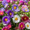 VILMORIN Reine marguerite Madeleine variée