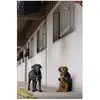Couverture pour chien en nylon Diego & Louna Teddy Noir 36 cm 409031236