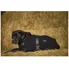 Couverture pour chien polaire Diego & Louna Teddy Noir 26 cm/10" 40903...