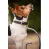 Collier pour chien Pénélope Olie Marron 60 cm 409825460