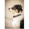 Collier pour chien Penelope Point Sellier Marron 40 cm 409823040